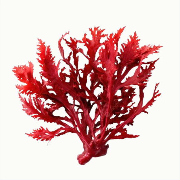Haematococcus pluvialis microalgae